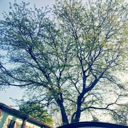 Low angle view of trees against sky