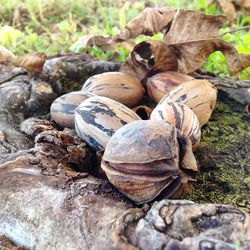 Close-up of logs on rocks