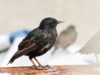 Close-up of bird perching outdoors