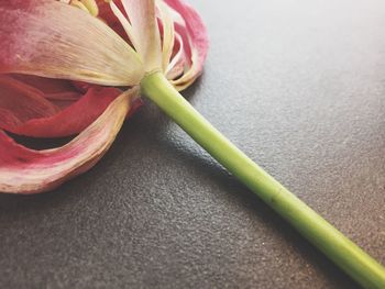 Close-up of flower