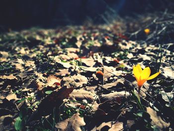 Close-up of yellow flowers blooming on field
