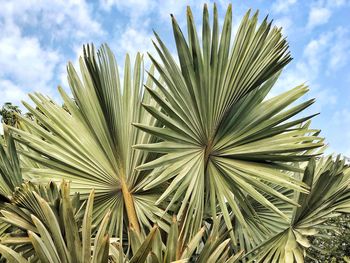 Low angle view of palm tree against sky