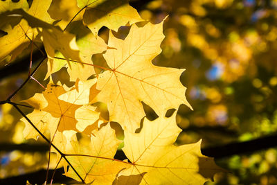 Close-up of maple leaves