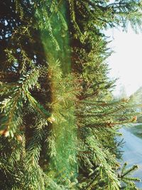 Close-up of pine tree