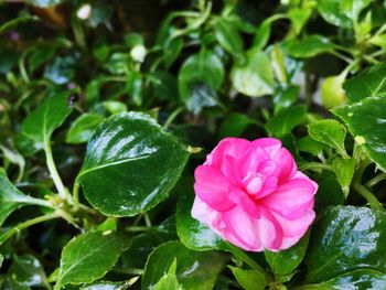 Close-up of pink flower blooming outdoors