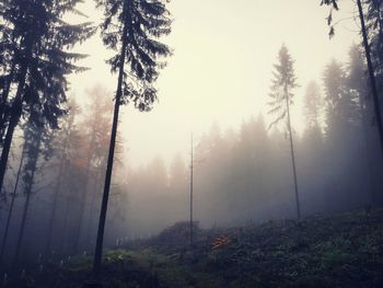 Trees in forest against sky