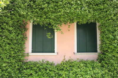 Windows amidst ivies growing on house