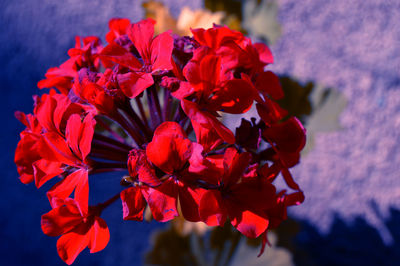 Close-up of red flowering plant