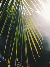 Close-up of sunlight streaming through palm tree
