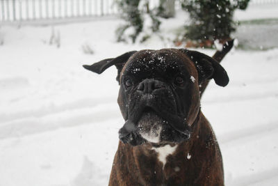 Close-up of dog during winter