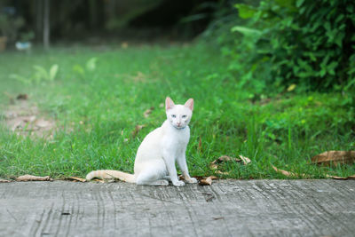 Cat sitting on field