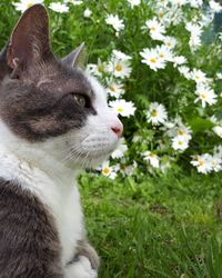 Close-up of a cat looking away