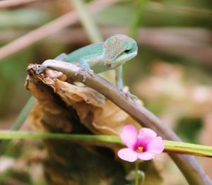 Close-up of lizard on pink flower