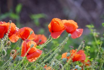 Close-up of orange poppy flowers on field