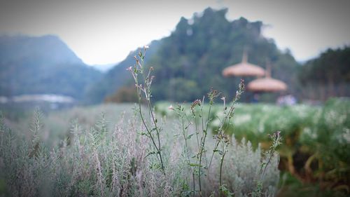 Close-up of flower growing on field against sky