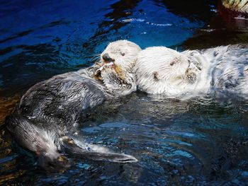 Dog swimming in lake