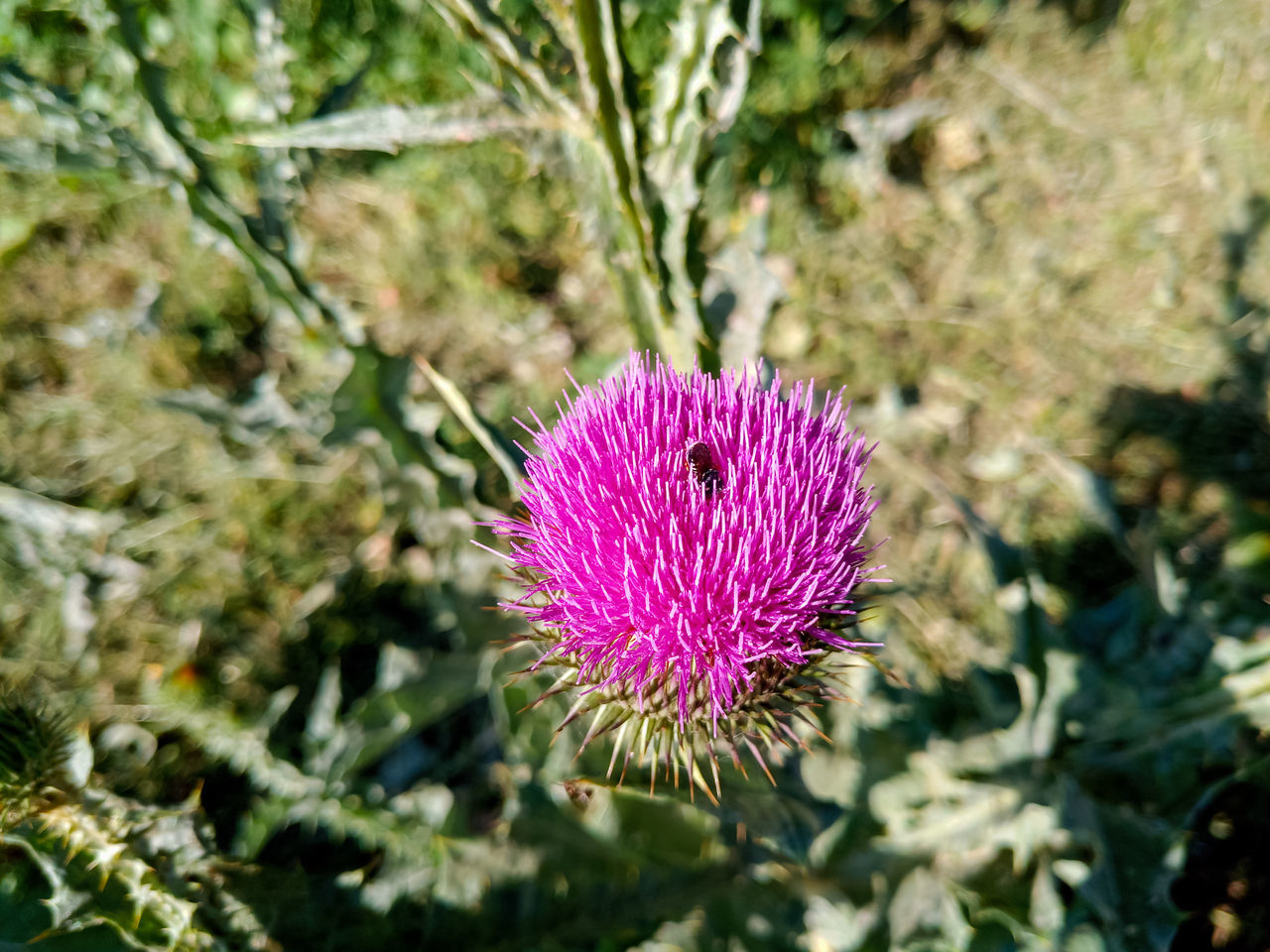 CLOSE-UP OF PINK FLOWER ON PLANT