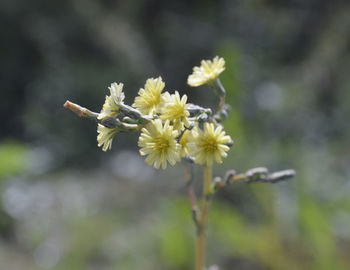 Close-up of fresh flowers blooming outdoors