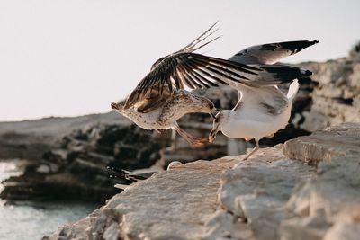 Close-up of seagulls on rock against sky