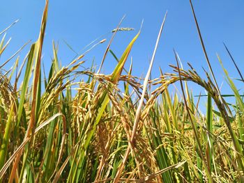 Close-up of stalks in field against blue sky