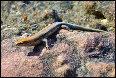 Close-up of lizard in water