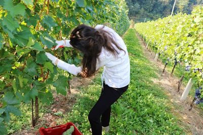 Young woman picking grapes in vineyard