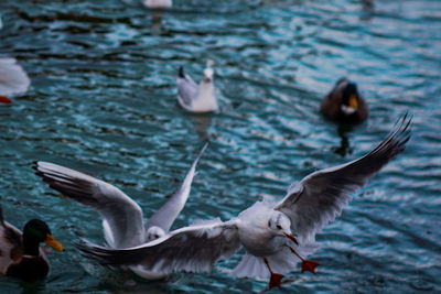 Seagulls flying over lake