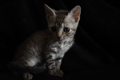 Close-up portrait of a cat