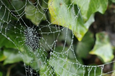 Close-up of spider web