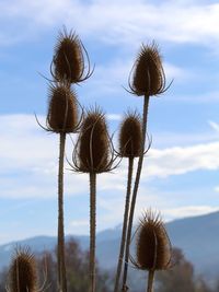 Low angle view of thistle against sky