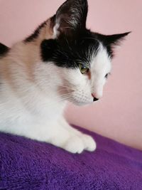 Close-up of a cat looking away