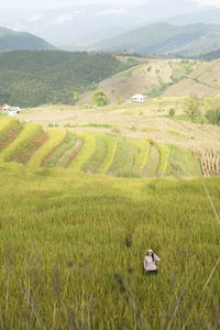 Scenic view of agricultural field