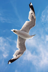 Low angle view of seagull flying