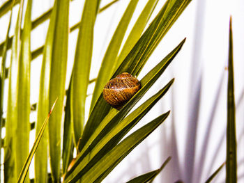 Close up of a snail shell