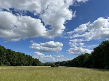 Field and forest on a sunny day with friendly clouds