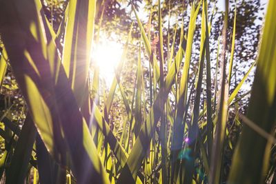 Close-up of grass growing in field at sunset