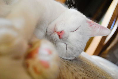 Close-up of cat sleeping