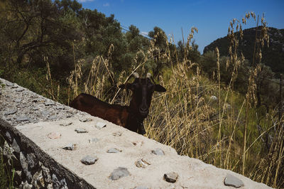 View of an animal on land