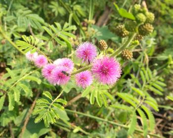 Close-up of flowers blooming outdoors