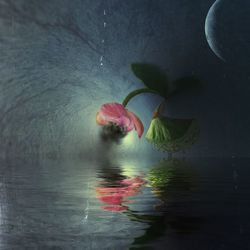 Reflection of trees in water