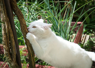 Close-up of a cat