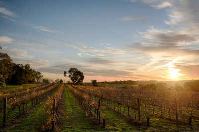 Scenic view of field against sky during sunset