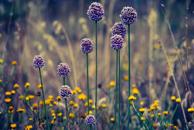 Close-up of purple flowering plants on field