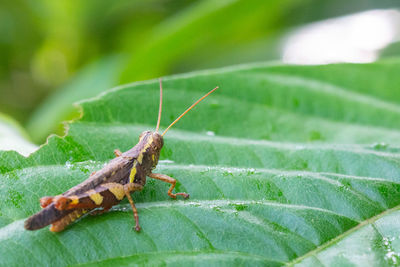 Close-up of insect on leaf