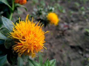 Close-up of yellow marigold blooming outdoors