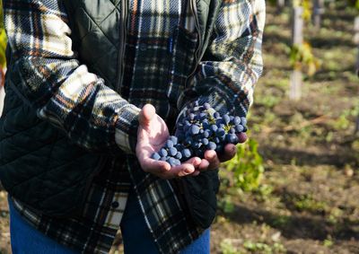 Side view of a hand holding grapes