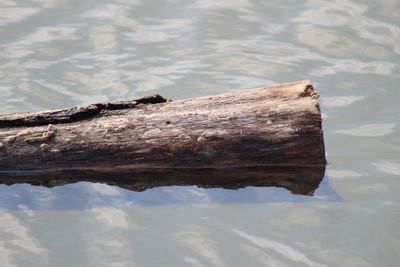 High angle view of log on lake