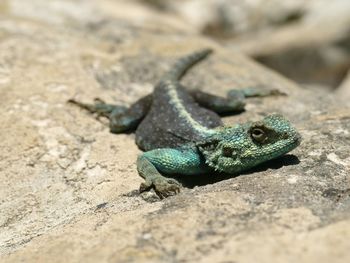 Close-up of lizard on rock