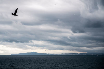 View of birds flying over sea against sky