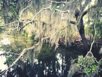 Scenic view of river amidst trees in forest